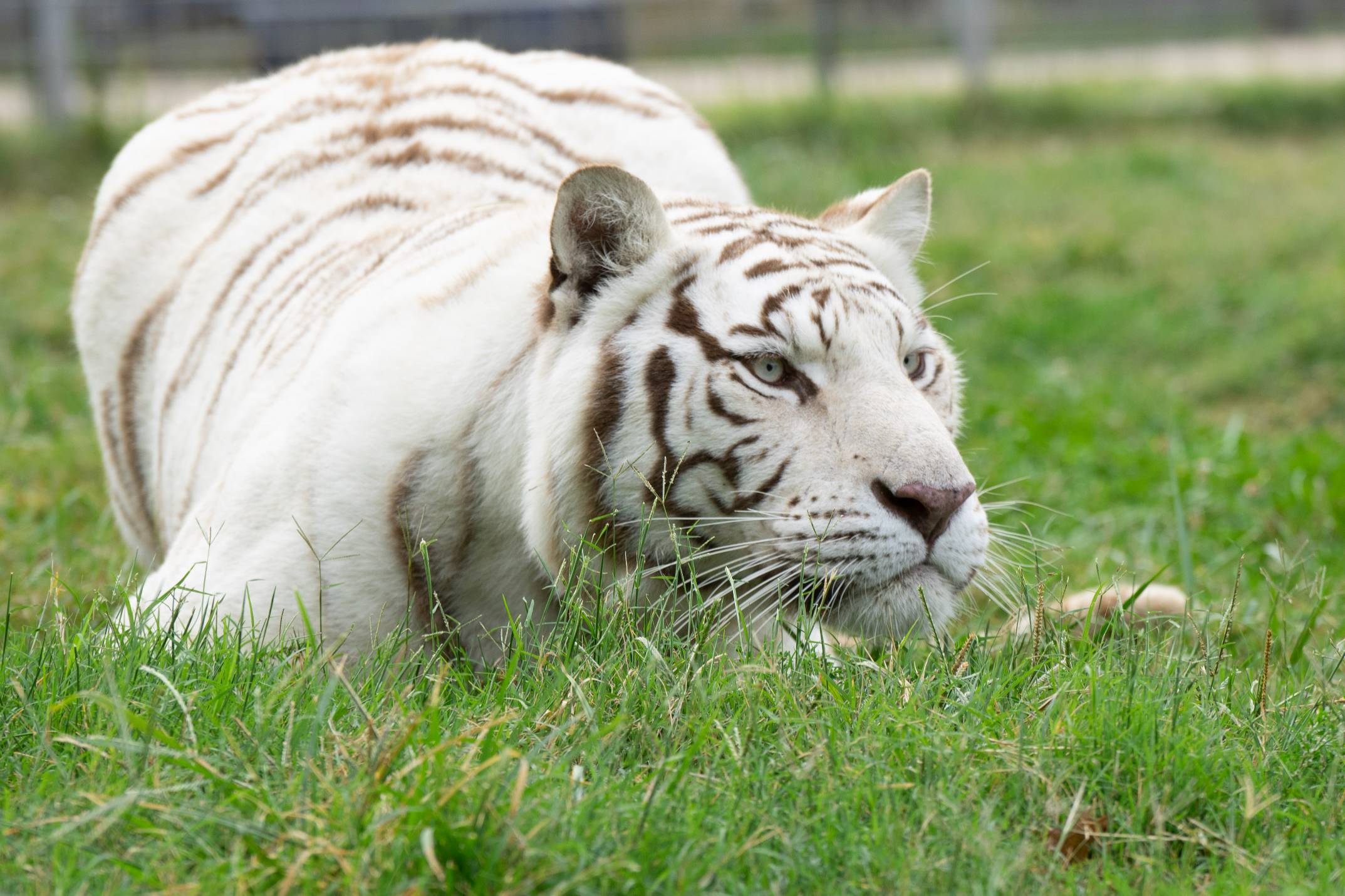 White tiger resting in grass