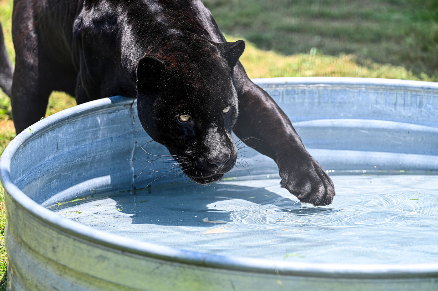 Black Jaguar with spotted fur
