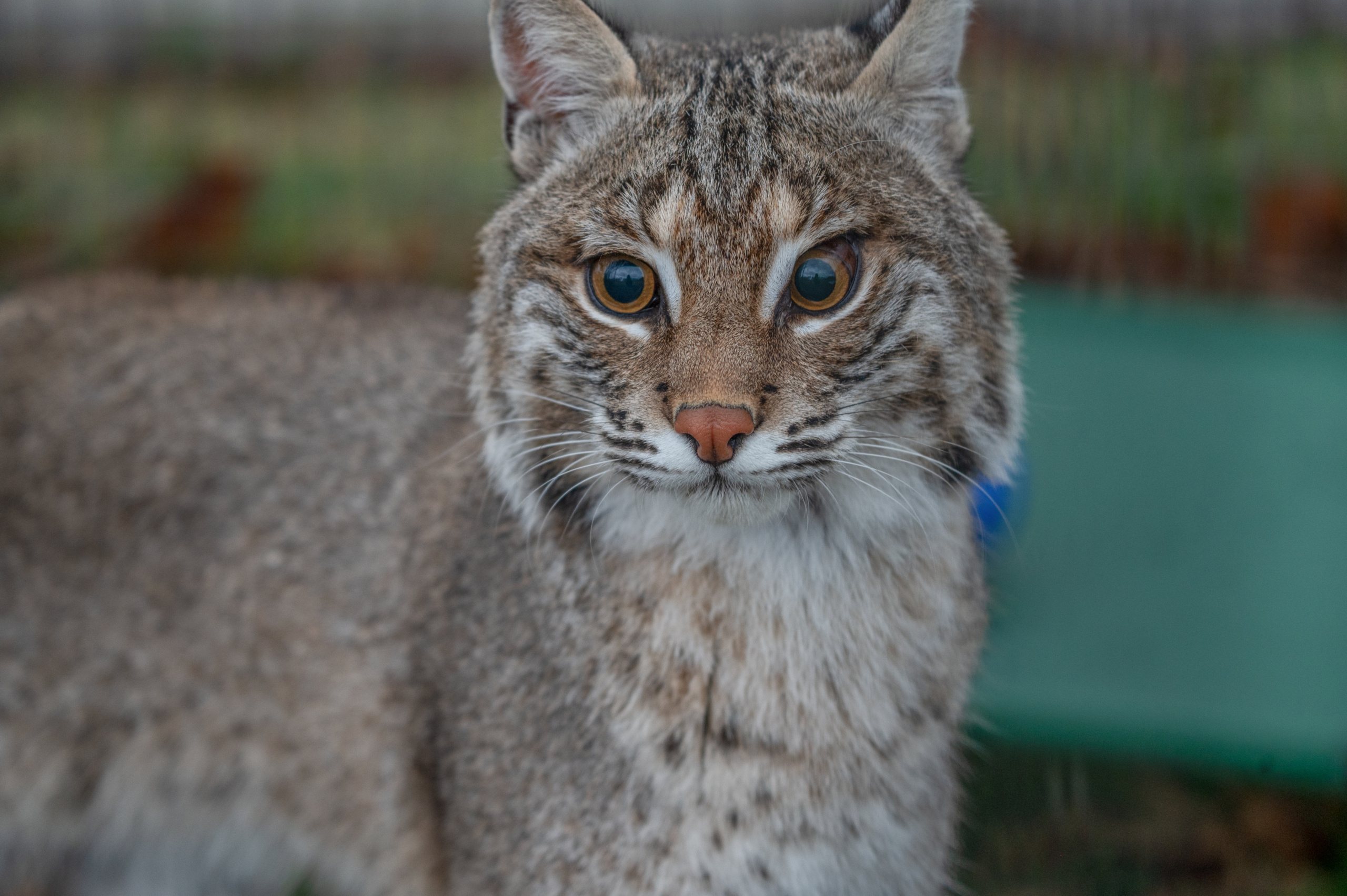 Bobcat with big eyes