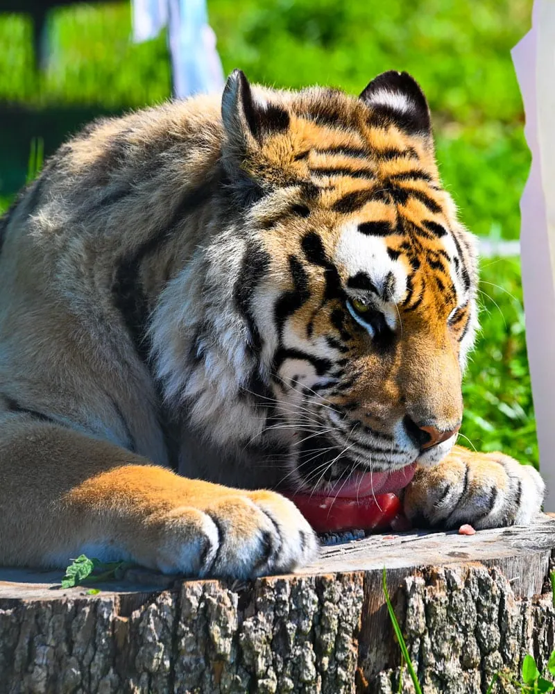 Tiger eating a piece of meat on a tree stump