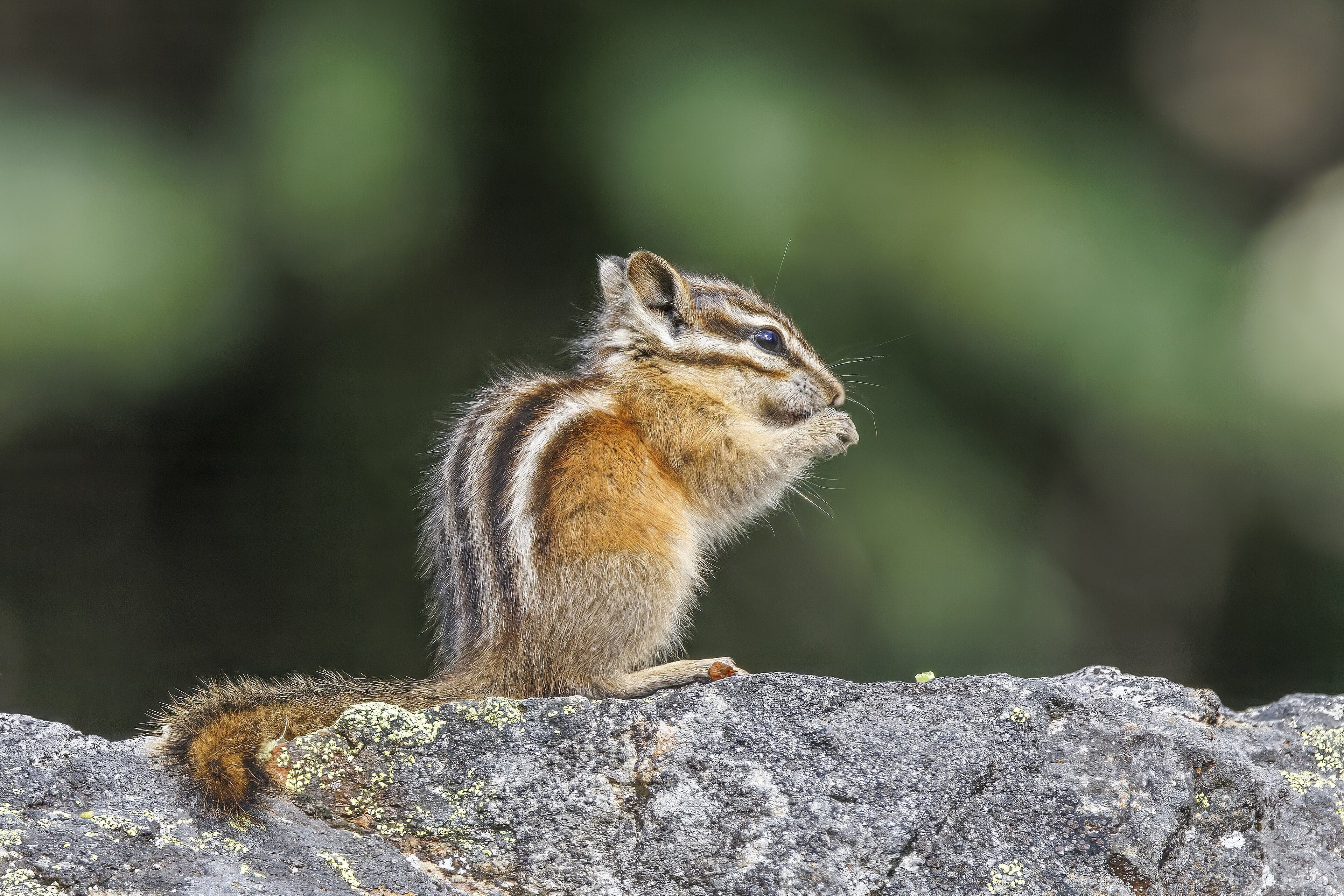 Hollister's chipmunk
