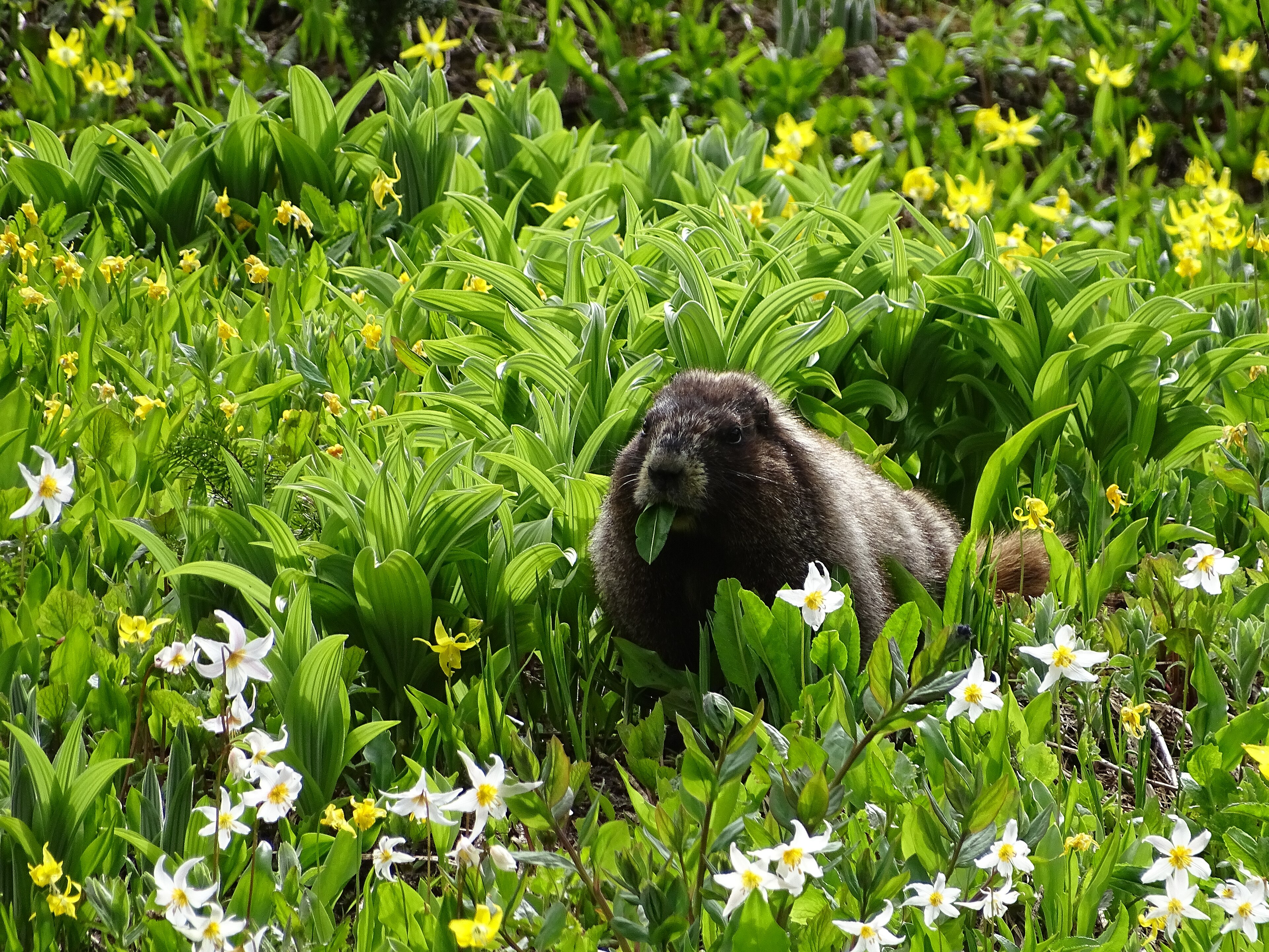Hoary marmot