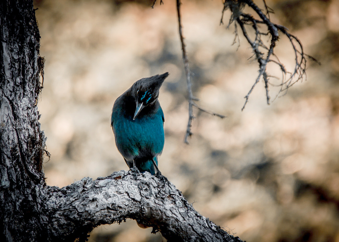 Steller's Jay