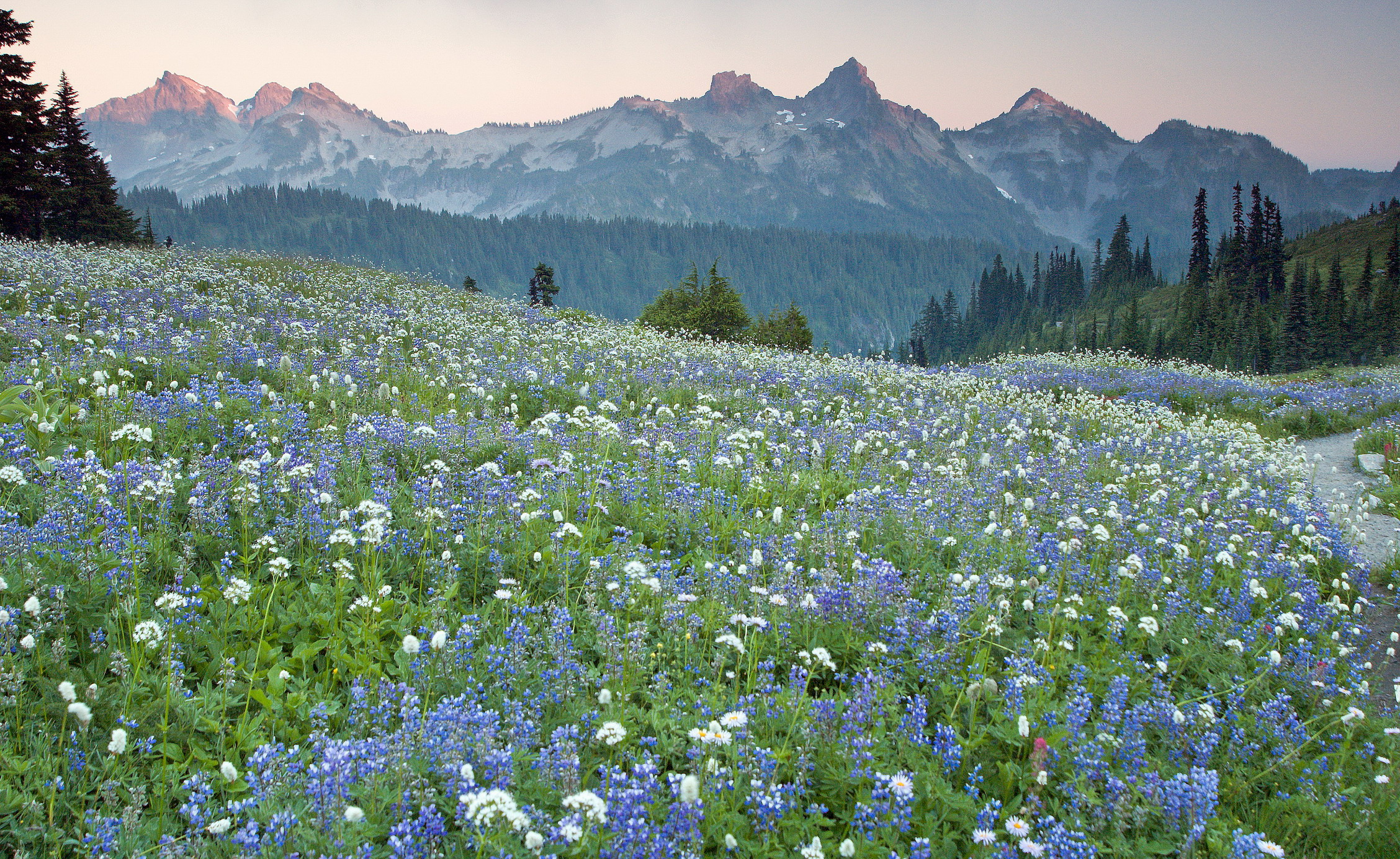 Wildflowers